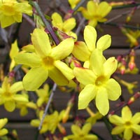 Winter Jasmine or Hardy Jasmine - Jasminum nudiflorum