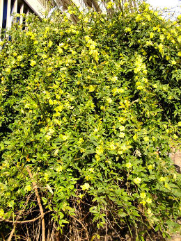 Primrose jasmine