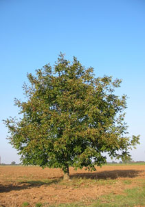 Common Walnut or Persian Walnut Common Walnut or Persian Walnut