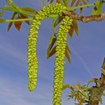 Common Walnut or Persian Walnut Flowers Common Walnut or Persian Walnut Flowers