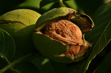 Common Walnut or Persian Walnut Fruits Common Walnut or Persian Walnut Fruits