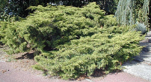 Chinese Hybrid Juniper