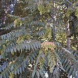 Goldenrain Tree - Koelreuteria paniculata