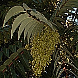 Goldenrain Tree - Koelreuteria paniculata