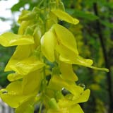 Golden Chain Tree or common laburnum