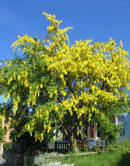 Golden Chain Tree or common laburnum - Laburnum anagyroides ou Cytisus laburnum
