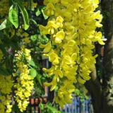 Golden Chain Tree or common laburnum