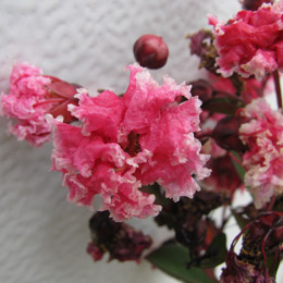 Crape myrtle or Crepe myrtle 'Berlingot Menthe' - Lagerstroemia indica