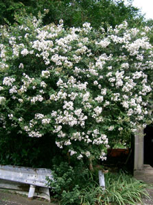 Crape myrtle or Crepe myrtle 'White' - Lagerstroemia indica