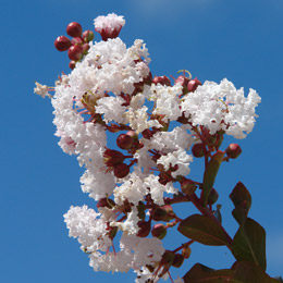 Crape myrtle or Crepe myrtle 'White' - Lagerstroemia indica