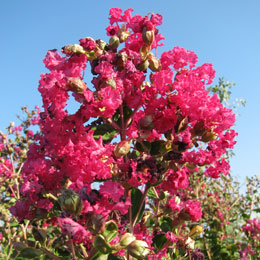 Crape myrtle or Crepe myrtle 'Pink Fuchsia' - Lagerstroemia indica