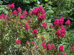 Crape myrtle or Crepe myrtle 'Pink Fuchsia' - Lagerstroemia indica