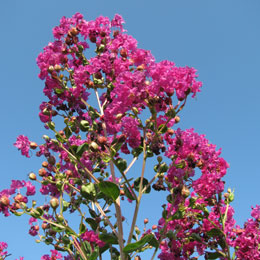 Crape myrtle or Crepe myrtle 'mauve' - Lagerstroemia indica