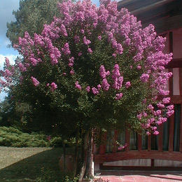 Crape myrtle or Crepe myrtle 'mauve' - Lagerstroemia indica