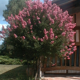 Crape myrtle or Crepe myrtle 'Pink' - Lagerstroemia indica