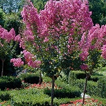 Crape myrtle or Crepe myrtle 'Pink' - Lagerstroemia indica