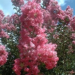 Crape myrtle or Crepe myrtle 'Pink' - Lagerstroemia indica
