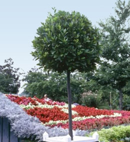 Bay Laurel - Bay Tree - Laurus nobilis