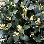 Bay Laurel - Bay Tree - Laurus nobilis