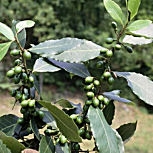 Bay Laurel - Bay Tree - Laurus nobilis