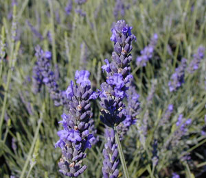 Lavender 'Grosso' - Lavandula intermedia 'Grosso'