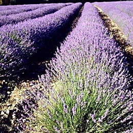 Common Lavender - True Lavender - Lavandula angustifolia - Lavandula officinalis