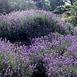 Common Lavender - True Lavender - Lavandula angustifolia - Lavandula officinalis