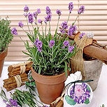 Common Lavender - True Lavender - Lavandula angustifolia - Lavandula officinalis