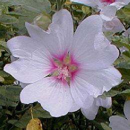 Lavatera 'Barnsley'