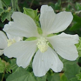 Lavatera thunringiaca 'Ice Cool'