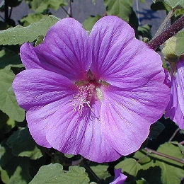 Lavatera 'Bredon Spring'