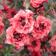 Leptospermum scoparium 'Red Damask' Leptospermum scoparium 'Red Damask'