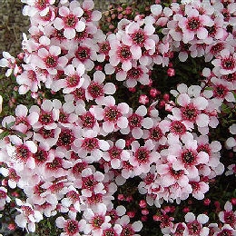 Leptospermum 'humifusum' 