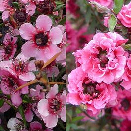 New Zealand tea tree