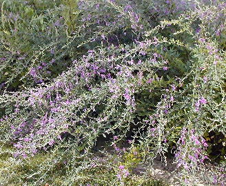 Thunberg's lespedeza - Lespedeza thunbergii