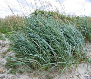 Sea Lyme Grass - Leymus arenarius