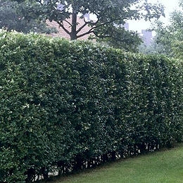 Oval Leaved Privet - Ligustrum ovalifolium - Ligustrum californicum - Ligustrum medium