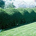 Oval Leaved Privet - Ligustrum ovalifolium - Ligustrum californicum - Ligustrum medium