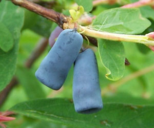 May Berry 'Blue Velvet', Edible Honeysuckle - Lonicera kamtschatica 'Blue Velvet'
