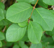 Shrubby Honeysuckle - Lonicera fragrantissima - Leaves