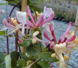 Honeysuckle Goldflamme - Lonicera heckrottii Goldflame