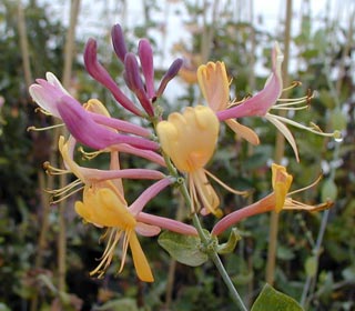 Honeysuckle Goldflamme - Lonicera heckrottii Goldflame