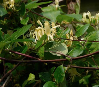 Honeysuckle Hall's prolific - Lonicera japonica Hall's prolific