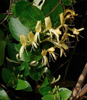 Honeysuckle Hall's prolific - Lonicera japonica Hall's prolific