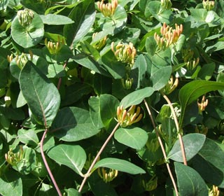 Honeysuckle Tellmanniana - Lonicera Tellmanniana
