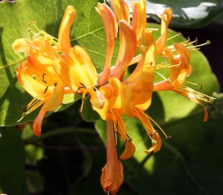 Honeysuckle Tellmanniana - Lonicera Tellmanniana
