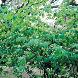 Fly Honeysuckle - Lonicera xylosteum - Foliage