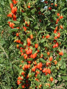 Goji or Chinese wolfberry - Lycium barbarum