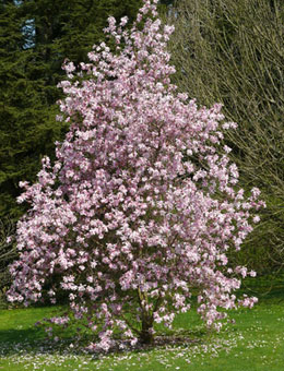 Alexandrina Tulip tree or Saucer Magnolia - Magnolia x soulangeana 'Alexandrina'