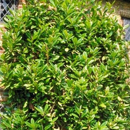 Southern Magnolia - Evergreen Magnolia - Bull Bay - Magnolia grandiflora